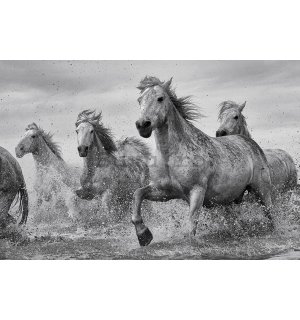 Poster - Horses (3)