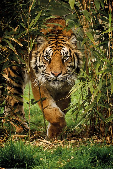 Poster - Tiger in bamboo
