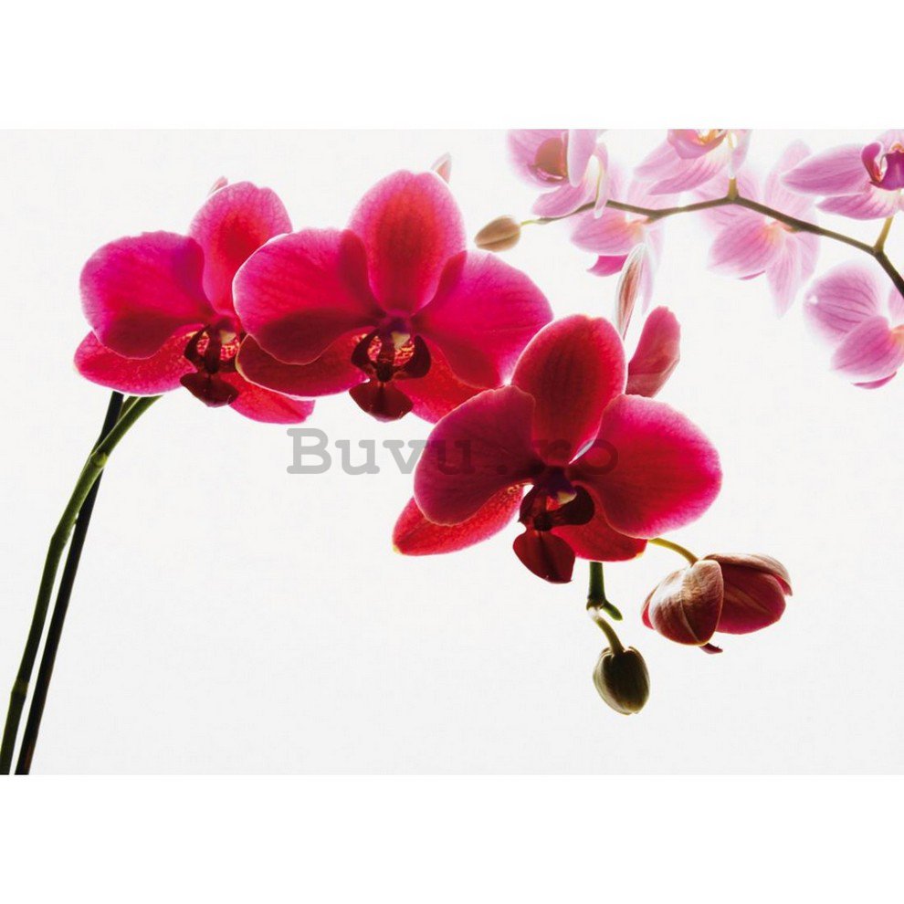 Fototapet: Orhidee roșu - 232x315 cm