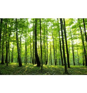 Fototapet: Pădure (2) - 254x368 cm