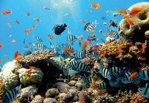 Fototapet: Recif de corali - 184x254 cm