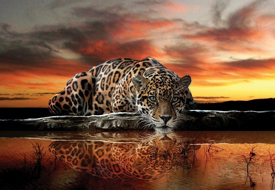 Fototapet vlies: Jaguar - 184x254 cm