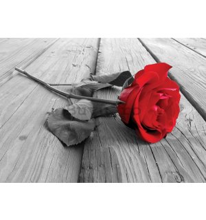 Fototapet: Trandafir roșu - 104x152,5 cm