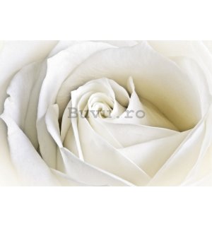 Tablou canvas: Trandafir alb (2) - 75x100 cm