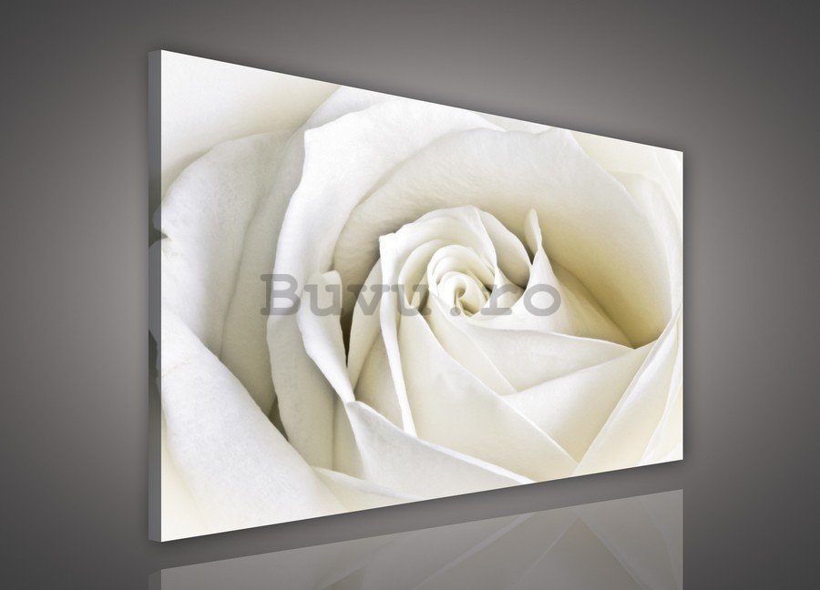 Tablou canvas: Trandafir alb (2) - 75x100 cm