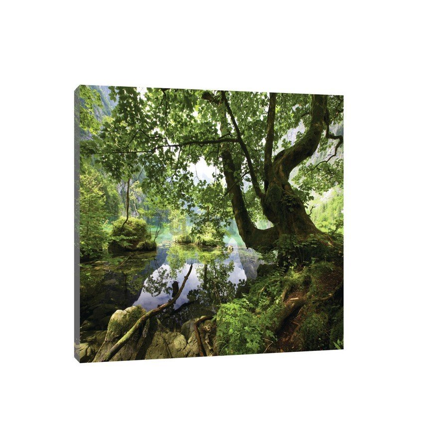 Tablou canvas: Băltoacă de pădure - 75x100 cm