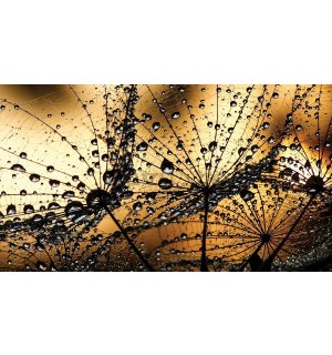 Tablou canvas: Papadie și picături (portocaliu) - 75x100 cm