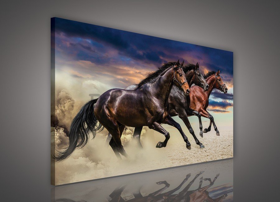 Tablou canvas: Cai în galop - 75x100 cm