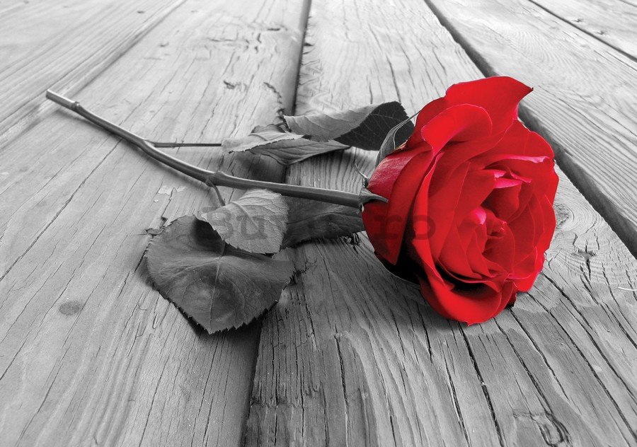 Tablou canvas: Trandafir roșu - 75x100 cm