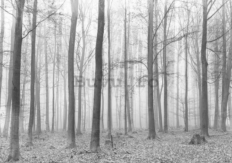 Fototapet vlies: Ceață în pădure (2) - 254x368 cm