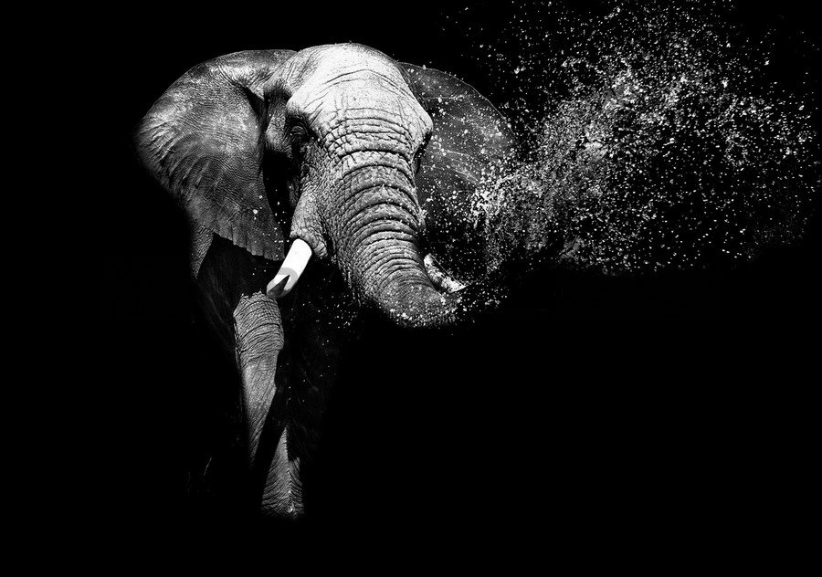 Fototapet vlies: Elefant alb-negru - 184x254 cm