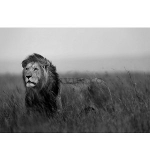 Fototapet vlies: Leu (alb-negru) - 254x368 cm