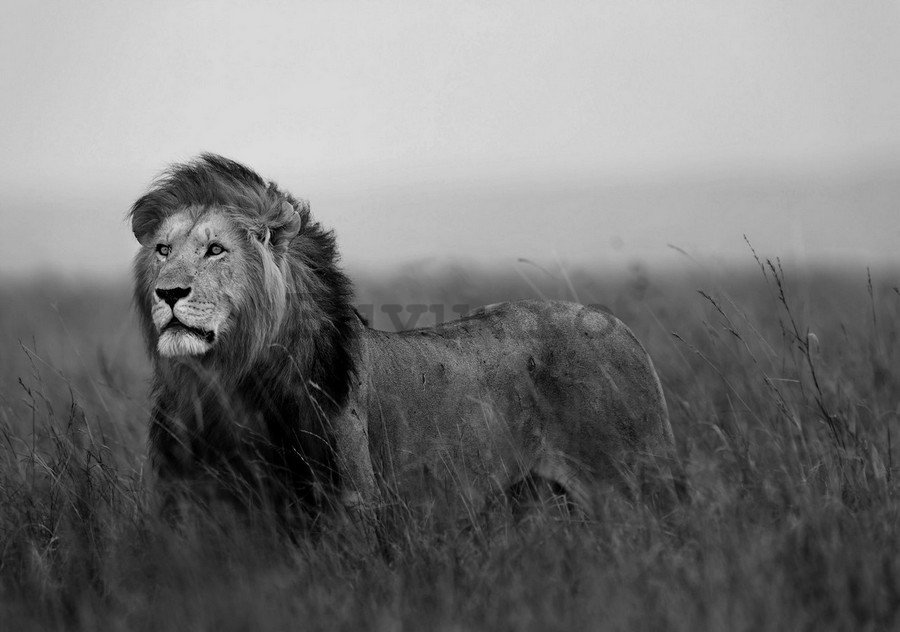 Fototapet vlies: Leu (alb-negru) - 184x254 cm
