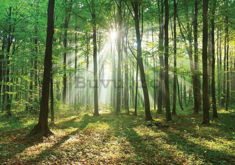 Fototapet vlies: Soarele în pădure (3) - 254x368 cm