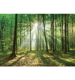 Fototapet vlies: Soarele în pădure (3) - 254x368 cm