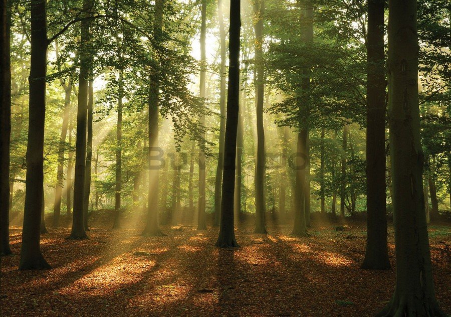 Fototapet vlies: Soarele în pădure (4) - 184x254 cm