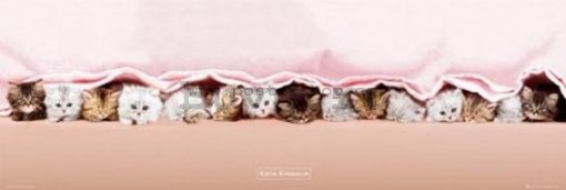 Poster - Kittens