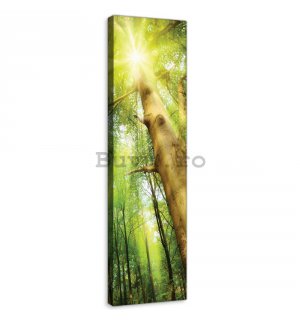 Tablou canvas: Soarele în pădure (1) - 145x45 cm