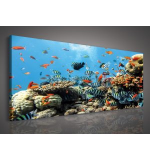 Tablou canvas: Recif de corali - 145x45 cm