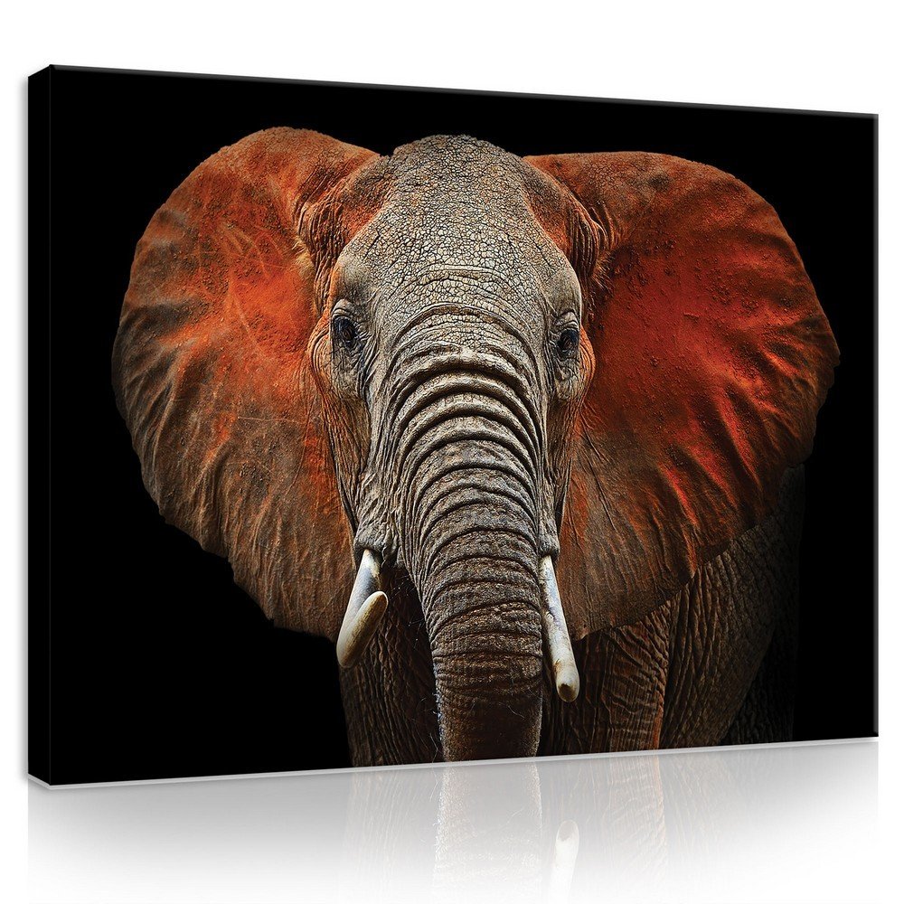 Tablou canvas: Elephant (detaliu) - 75x100 cm