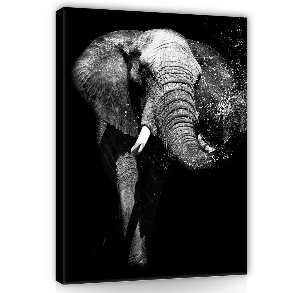 Tablou canvas: Elefant alb-negru - 100x75 cm