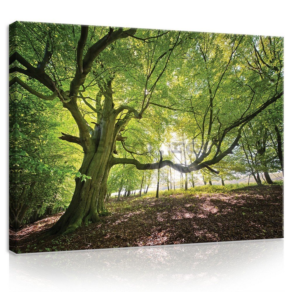 Tablou canvas: Soarele în pădure (5) - 75x100 cm