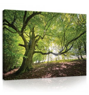 Tablou canvas: Soarele în pădure (5) - 75x100 cm
