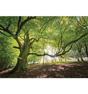 Fototapet vlies: Soarele în pădure (5) - 254x368 cm
