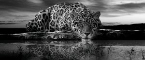 Fototapet: Jaguar (alb-negru) - 104x250 cm