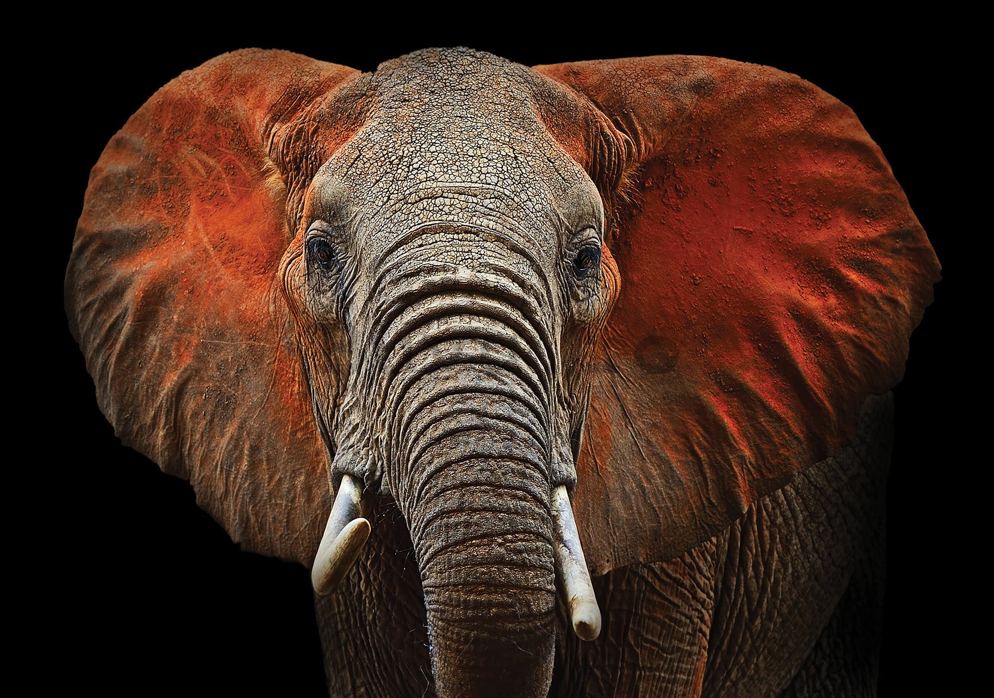 Fototapet: Elefant (detaliu) - 184x254 cm