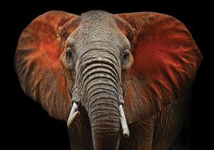 Fototapet vlies: Elefant (detaliu) - 184x254 cm