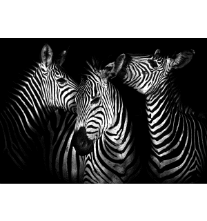 Fototapet vlies: Zebre (4) - 254x368 cm