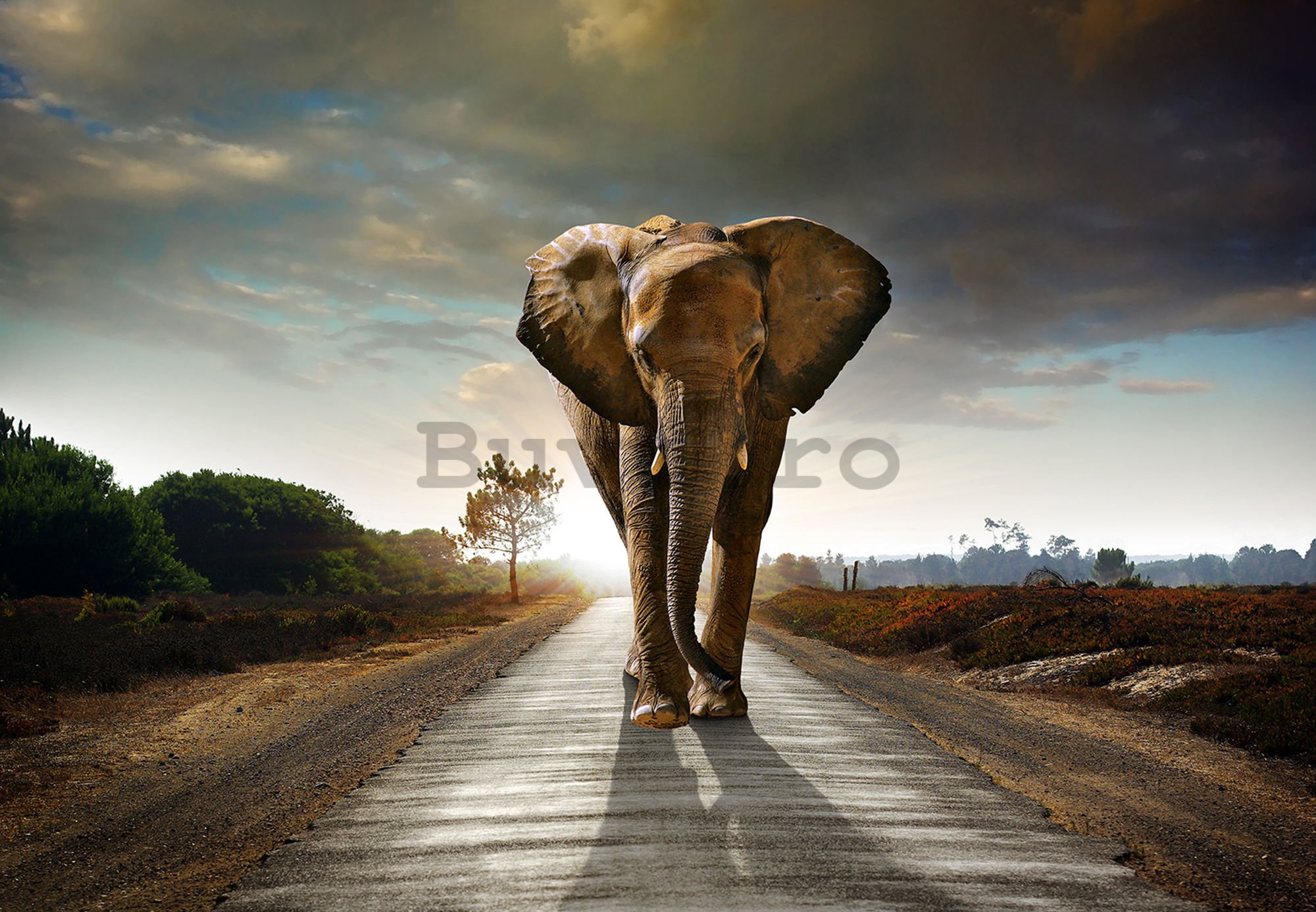 Fototapet: Elefant (4) - 184x254 cm