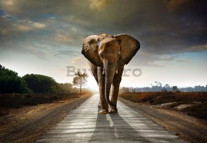 Fototapet vlies: Elefant (4) - 184x254 cm