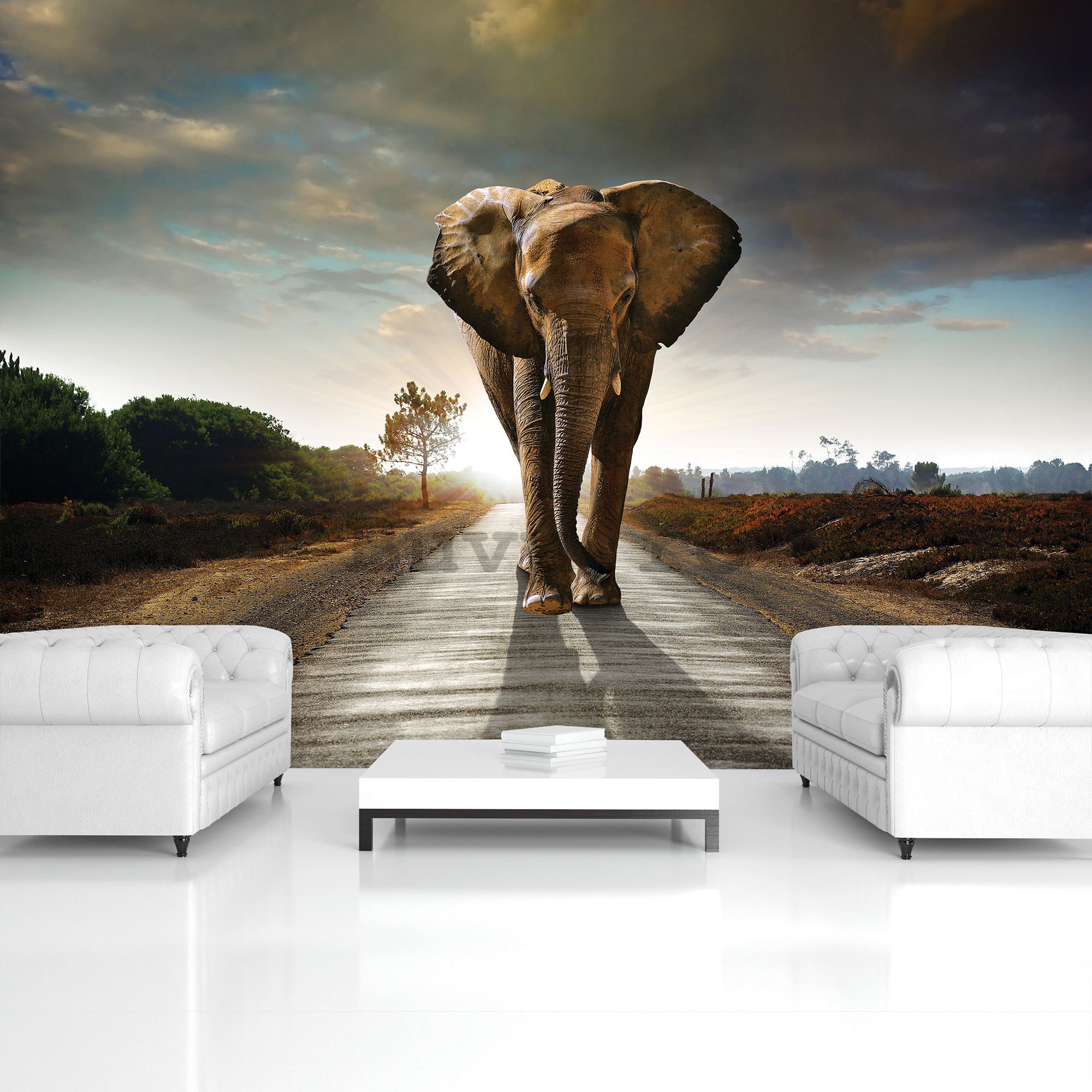 Fototapet vlies: Elefant (4) - 254x368 cm