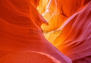 Fototapet: Canyon Antelope (1) - 254x368 cm