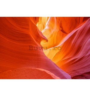 Fototapet vlies: Canyon Antelope (1) - 184x254 cm