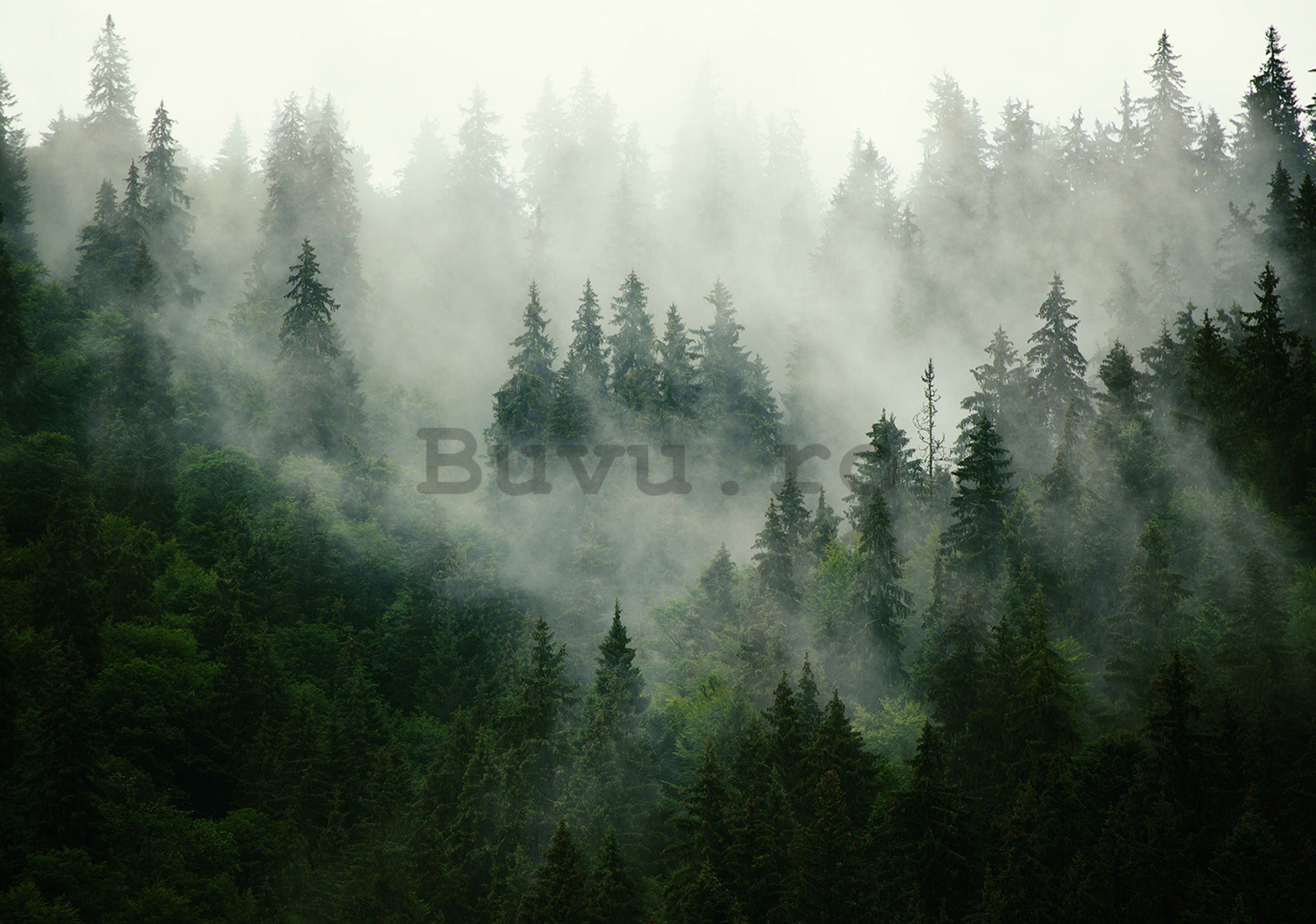 Fototapet vlies: Ceață peste pădure (1) - 184x254 cm