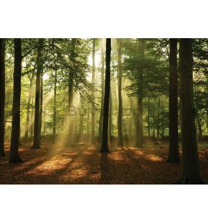 Fototapet vlies: Soarele în pădure (4) - 254x368 cm