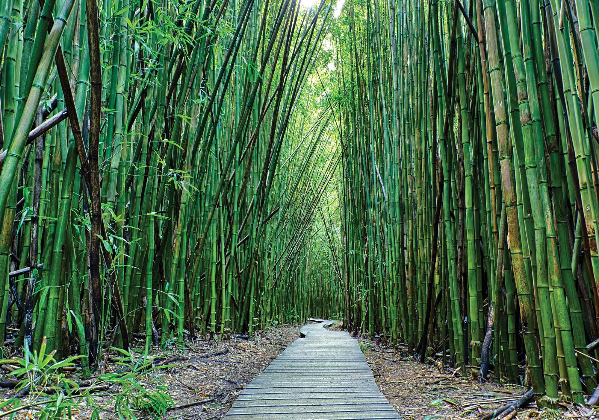 Fototapet vlies: Pădure de bambus (2) - 254x368 cm