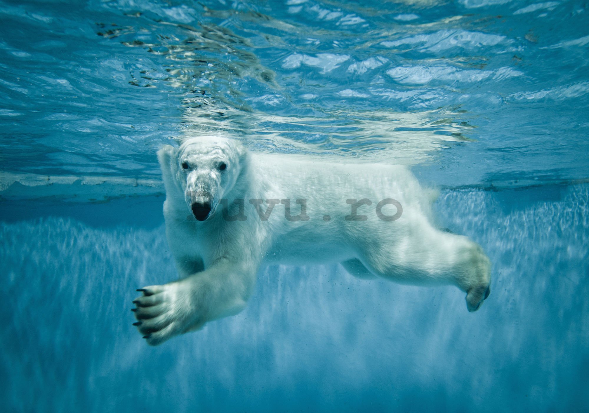 Fototapet vlies: Polar Bear (1) - 184x254 cm