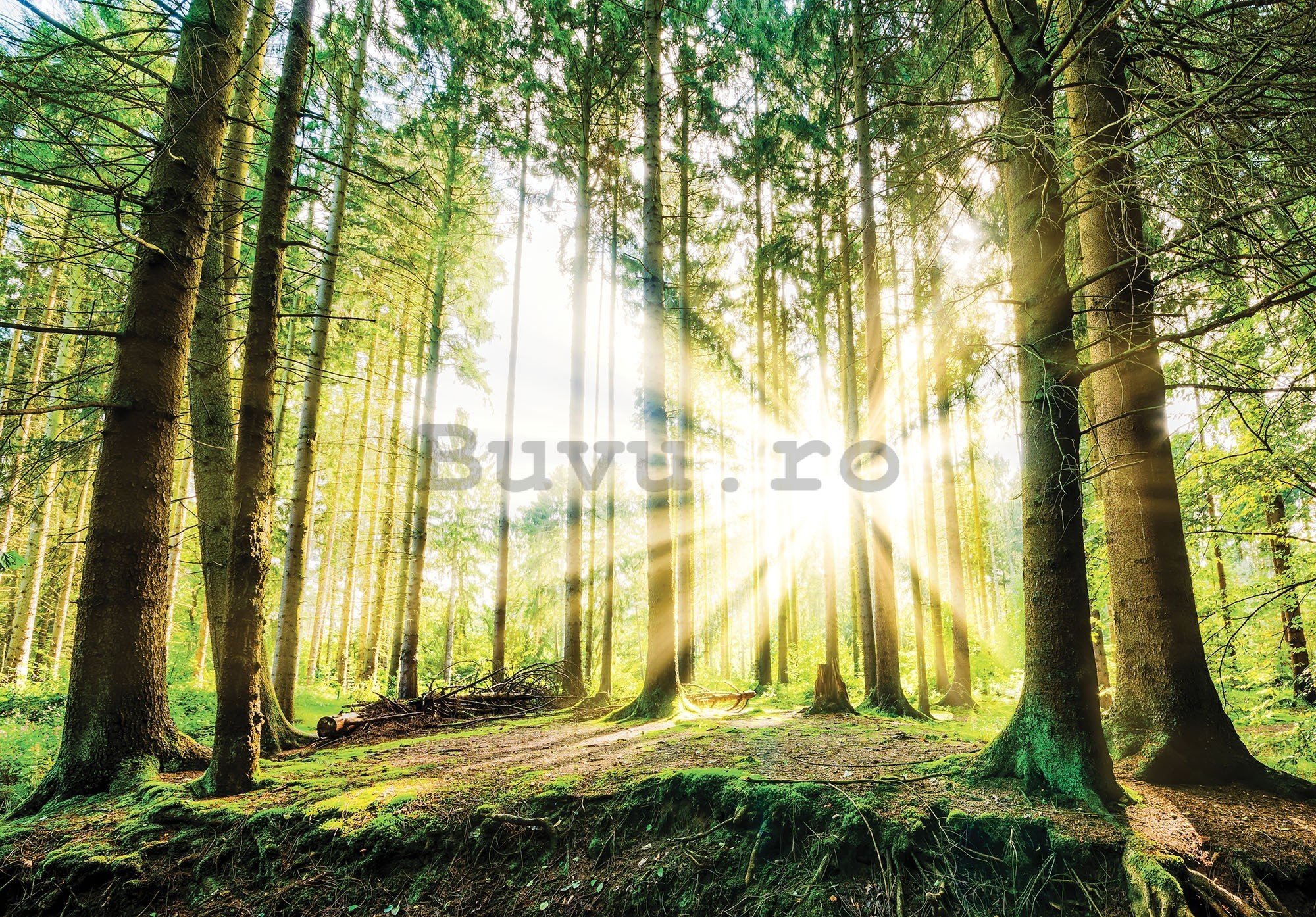 Fototapet vlies: Soarele în pădure (2) - 416x254 cm