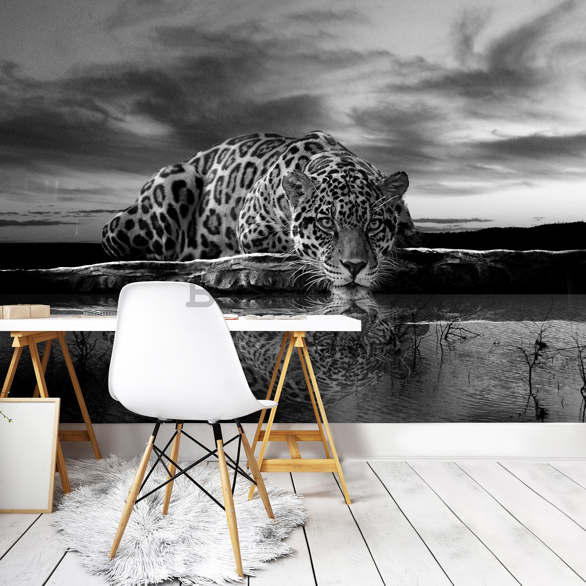 Fototapet vlies: Jaguar (alb-negru) - 416x254 cm