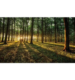 Fototapet vlies: Apus de soare în pădure - 416x254 cm
