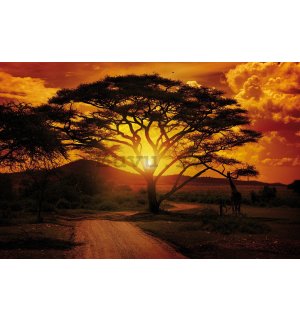 Fototapet vlies: Apus de soare african - 416x254 cm