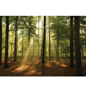 Fototapet vlies: Soarele în pădure (4) - 416x254 cm
