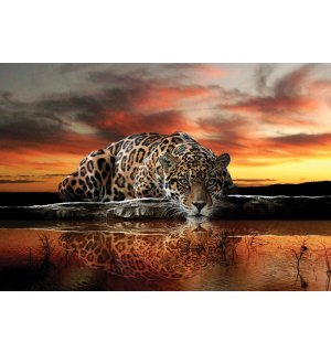 Fototapet vlies: Jaguar - 416x254 cm