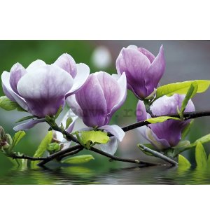 Fototapet vlies: Magnolia - 416x254 cm