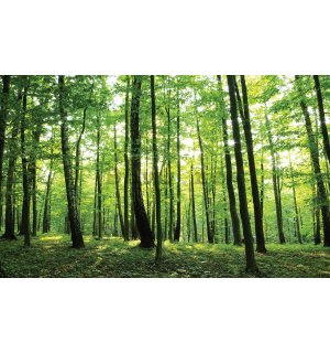 Fototapet vlies: Pădure (2) - 416x254 cm
