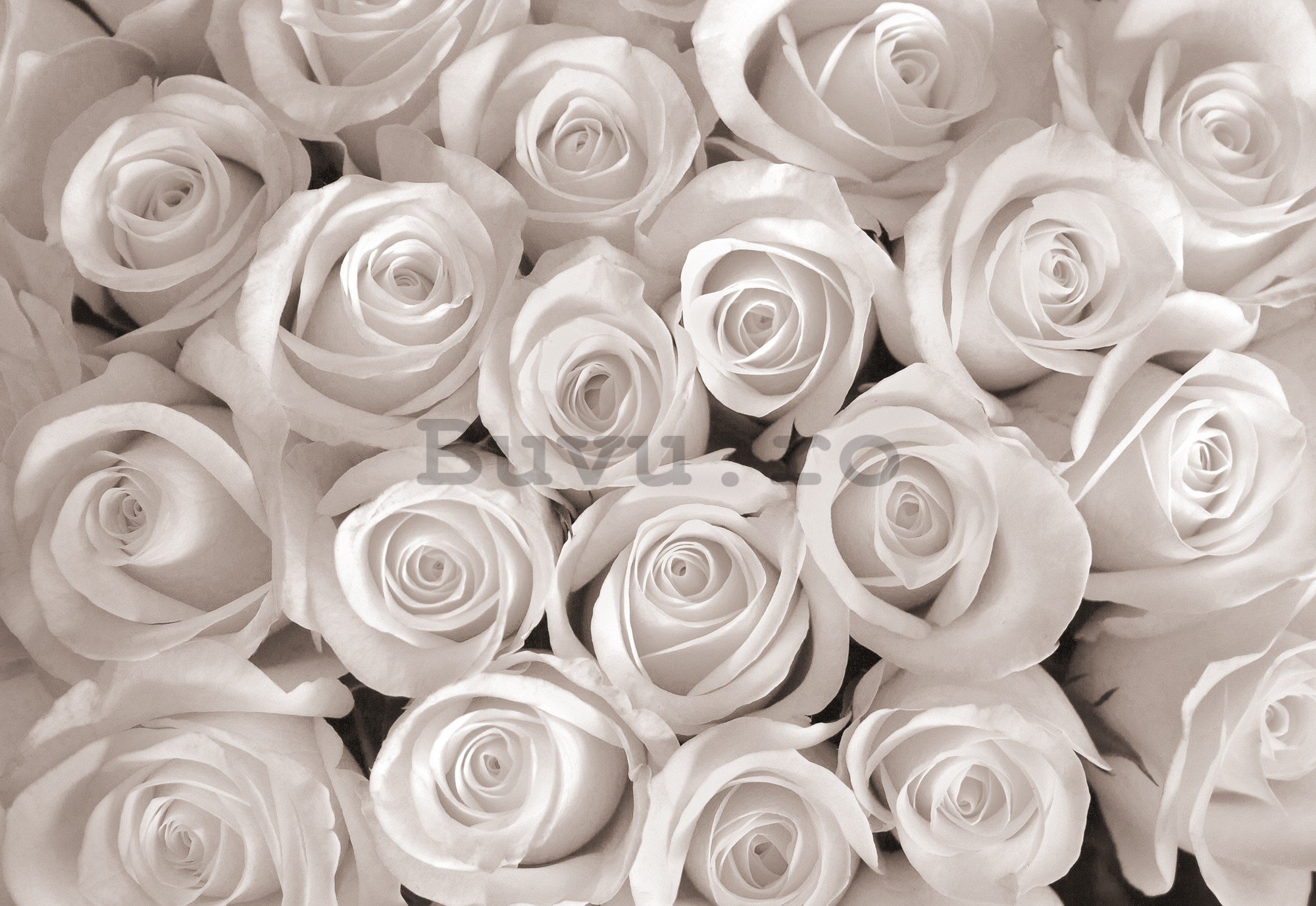 Fototapet vlies: Trandafir alb - 416x254 cm